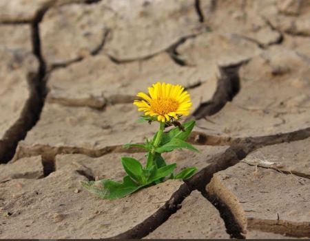 flower growing from cracks in ground